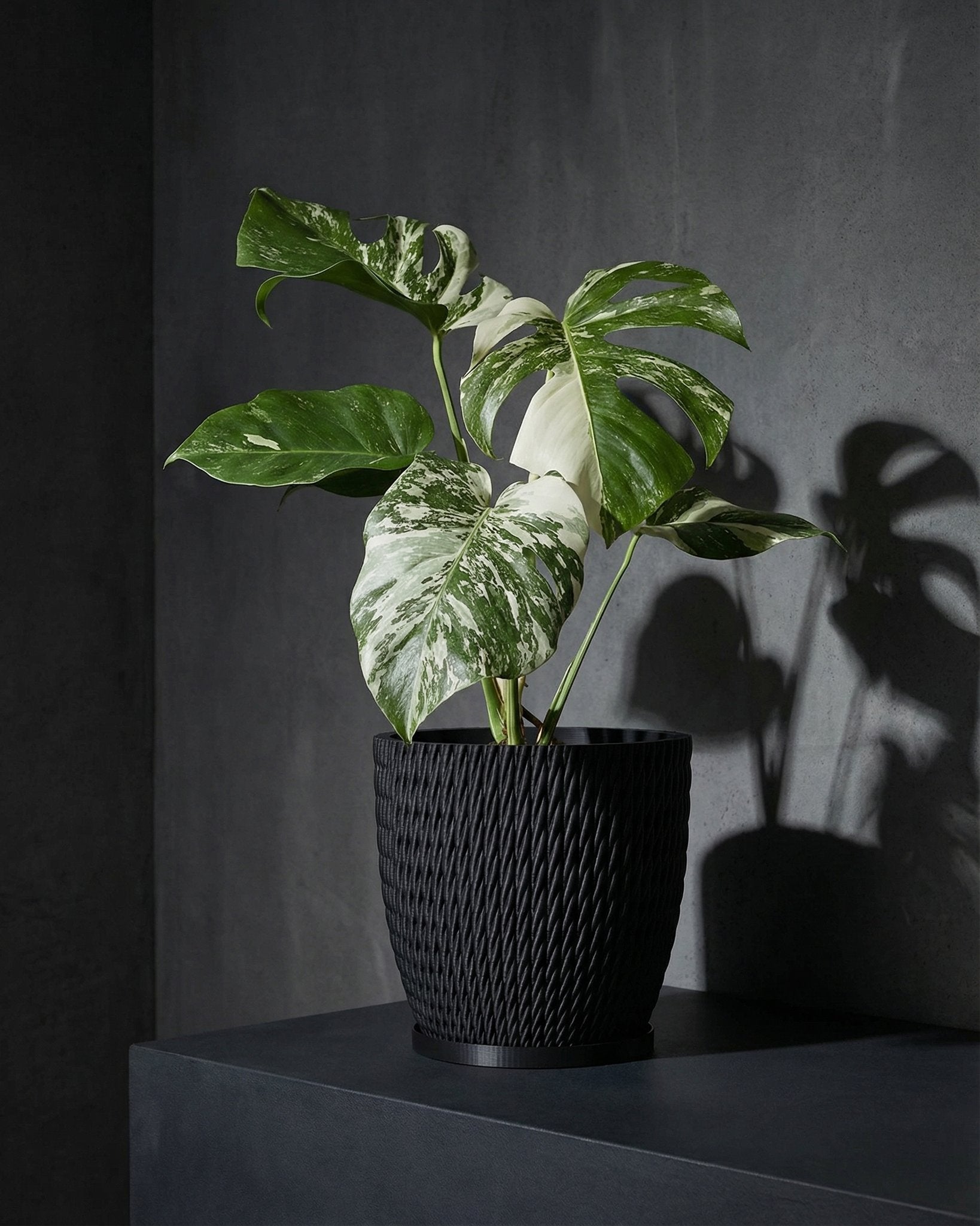 pot with plants Planter Pot With Drainage, Saucer Included