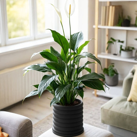 Charcoal Black Slinky