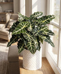 A close-up shot of an Alocasia plant in a white woven planter pot, sitting on a wooden surface near a window.