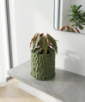 A green planter pot with a polka dot plant sits on a gray shelf. A mirror reflects another plant in the background.