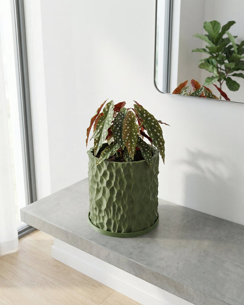 A green planter pot with a polka dot plant sits on a gray shelf. A mirror reflects another plant in the background.
