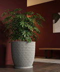 A large green plant sits in a gray textured planter pot on a dark wood floor. The pot has a woven design.