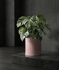 A Monstera plant in a pink woven planter pot sits on a dark gray platform against a dark gray wall.