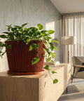 A terracotta planter with a diamond pattern sits on a wooden table, holding a vibrant green plant.