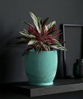 A teal planter pot with vertical wavy lines holds a colorful plant with striped leaves on a dark shelf.