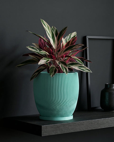 A teal planter pot with vertical wavy lines holds a colorful plant with striped leaves on a dark shelf.