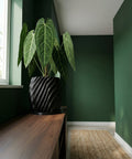 A large Anthurium plant in a black, twisted planter pot sits on a wooden console table in a green room.