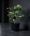 A pothos plant sits in a blue geometric planter pot on a wooden windowsill, bathed in sunlight.