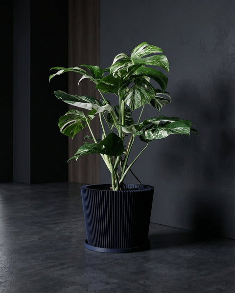 A pothos plant sits in a blue geometric planter pot on a wooden windowsill, bathed in sunlight.