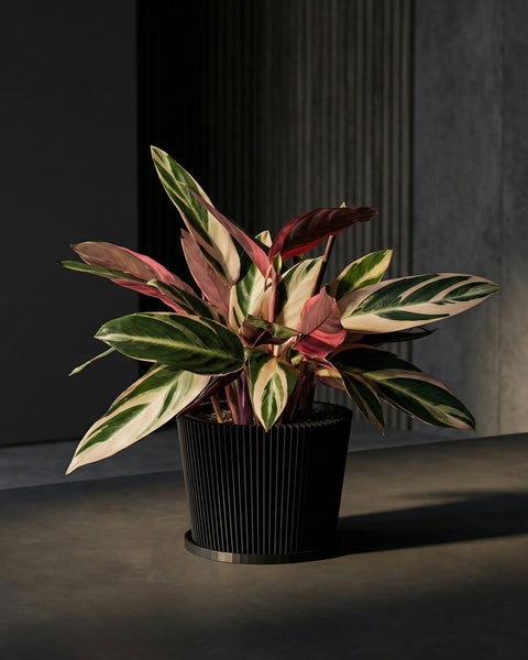 A black planter pot with a textured design sits on a woven rug in a blue room, holding a green plant.