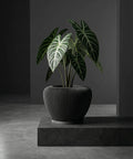 A dark gray planter pot with a striped texture sits on a gray platform, holding a plant with large, patterned leaves.
