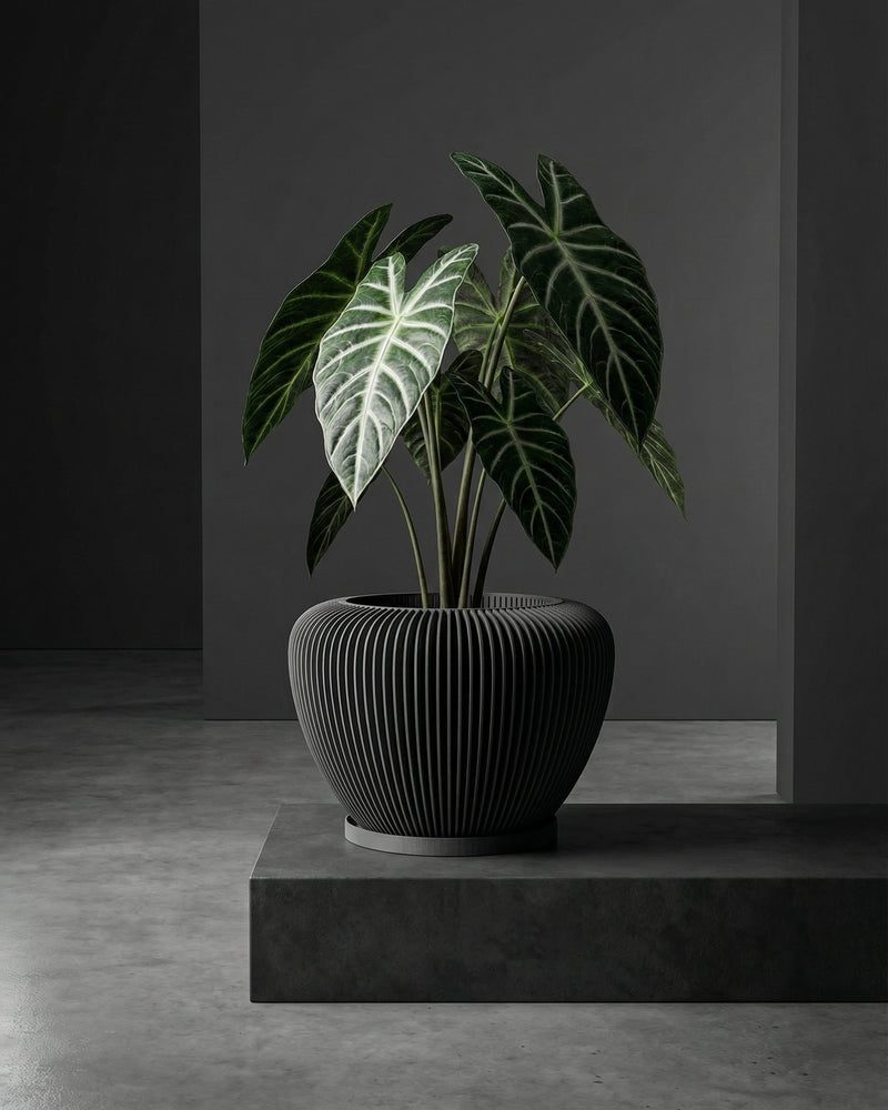 A dark gray planter pot with a striped texture sits on a gray platform, holding a plant with large, patterned leaves.