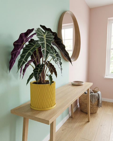 A Monstera plant with variegated leaves in a yellow textured planter pot sits on a jute rug.