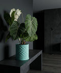 A vibrant green plant with large leaves sits in a textured, light blue planter on a dark gray table against a dark gray wall.