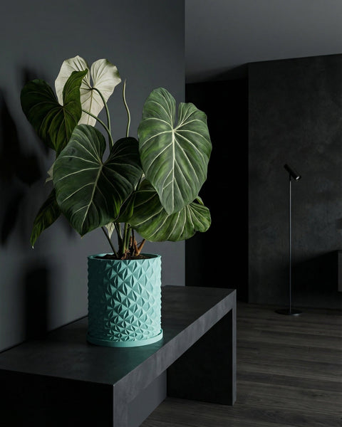 A vibrant green plant with large leaves sits in a textured, light blue planter on a dark gray table against a dark gray wall.