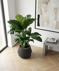 A large, modern planter pot filled with a lush, green plant. The pot is gray with vertical lines and sits on a concrete pedestal. The background includes a window with curtains and a concrete wall with artwork.