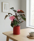 A Philodendron Pink Princess plant in a red, ridged planter pot sits on a light wood table near a window.