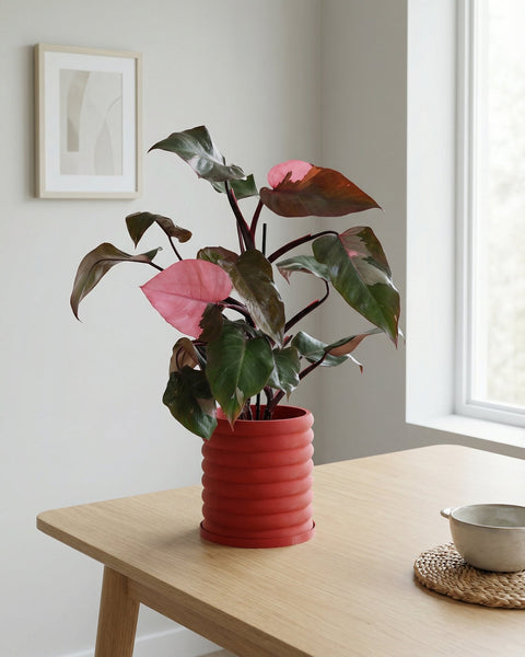 A Philodendron Pink Princess plant in a red, ridged planter pot sits on a light wood table near a window.