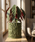 A green planter pot with a plant inside sits on a wooden windowsill, bathed in sunlight. The pot has a textured, geometric design.