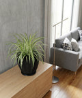 A black planter pot with a plant sits on a dark wood table. A round mirror hangs on the wall behind the plant.