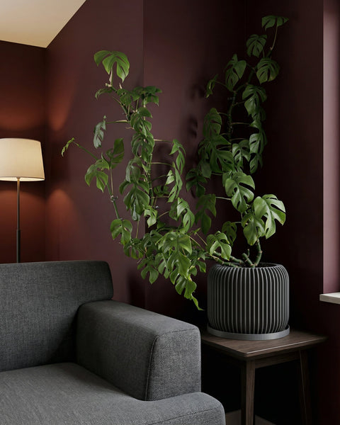 A potted plant with patterned leaves sits on a wooden windowsill in a gray geometric planter pot, illuminated by sunlight.