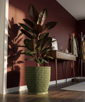 A rubber plant in a green, textured planter pot sits on a dark wood floor against a deep red wall. The pot has a woven design.