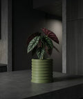 A green planter pot with a plant in it sits on a dark gray surface. The pot has a ribbed design.
