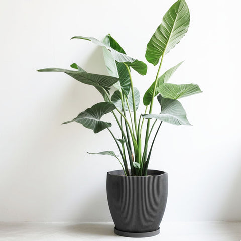 Concrete Grey Coconut