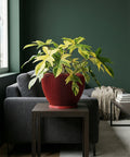 A red planter pot with a plant sits on a dark brown table in a living room with a gray couch and green walls.