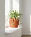 A spider plant in a textured, terracotta-colored pot sits on a white windowsill, bathed in soft, natural light.