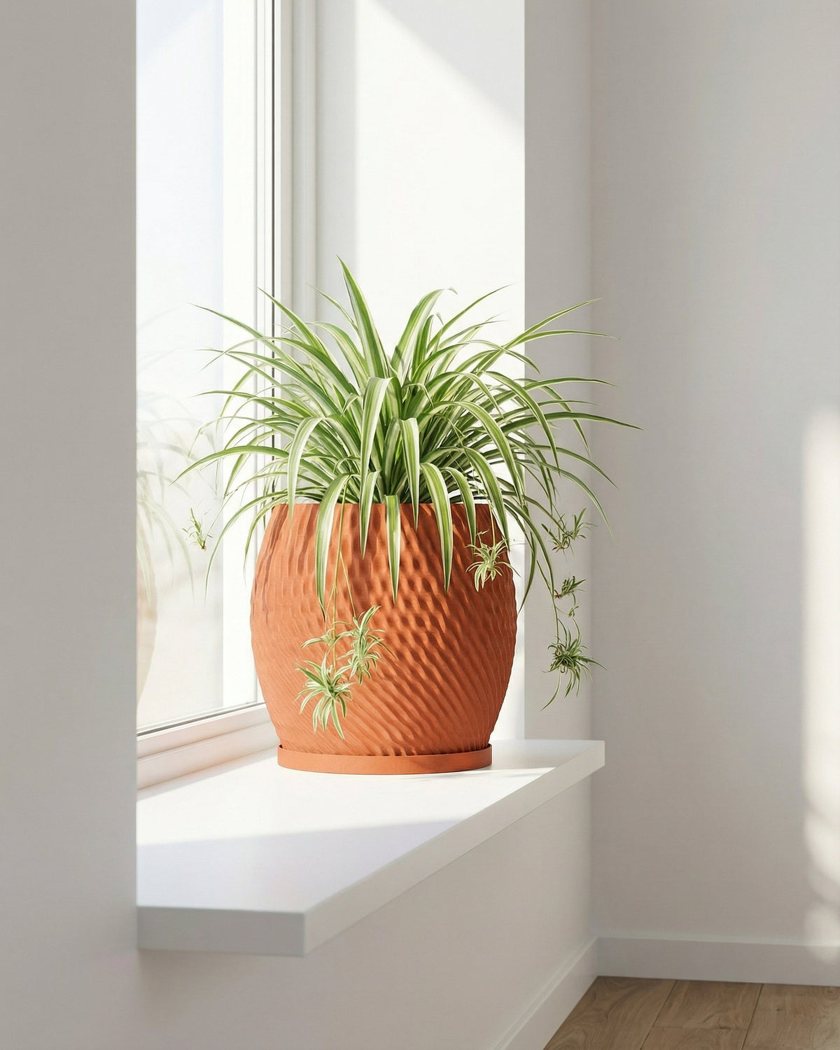 A spider plant in a textured, terracotta-colored pot sits on a white windowsill, bathed in soft, natural light.