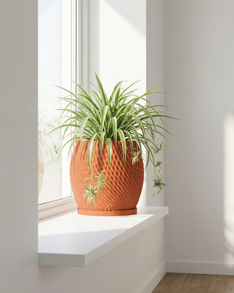 A spider plant in a textured, terracotta-colored pot sits on a white windowsill, bathed in soft, natural light.
