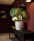A Monstera plant in a white textured planter pot sits on a dark wood table against a red wall.