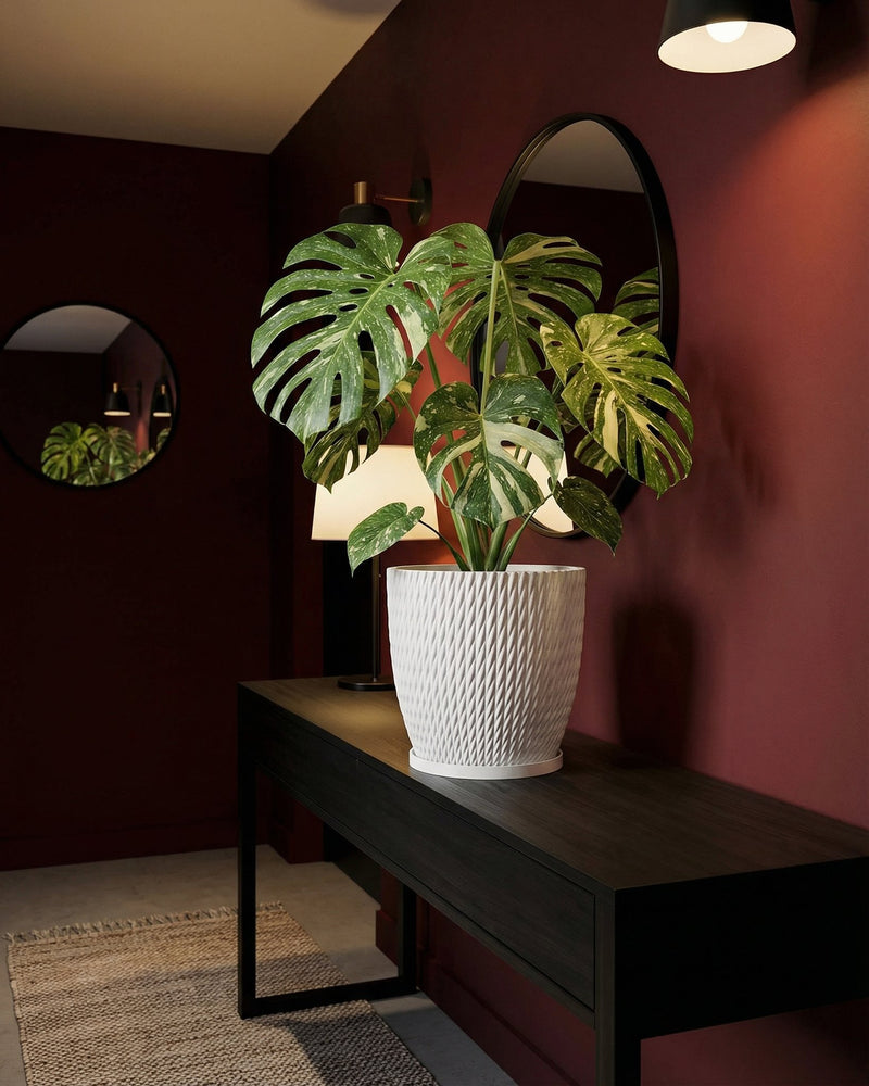 A Monstera plant in a white textured planter pot sits on a dark wood table against a red wall.