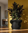 A snake plant in a black, ribbed planter sits on a light wood shelf in a modern room.