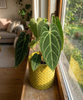 A vibrant green Anthurium plant sits in a yellow woven planter pot on a wooden windowsill, bathed in natural light.
