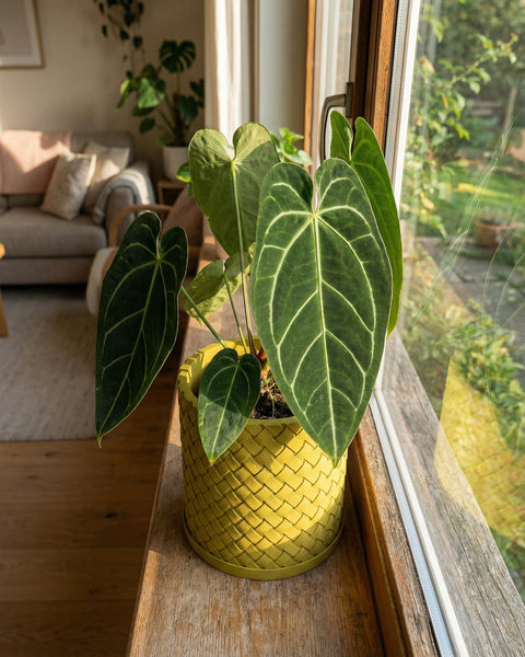 A vibrant green Anthurium plant sits in a yellow woven planter pot on a wooden windowsill, bathed in natural light.