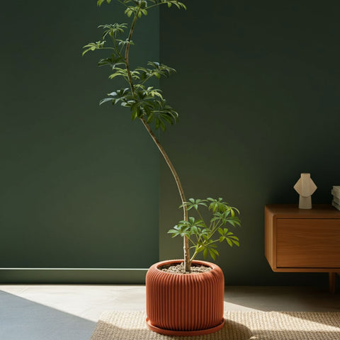 Terracotta Orange Nest