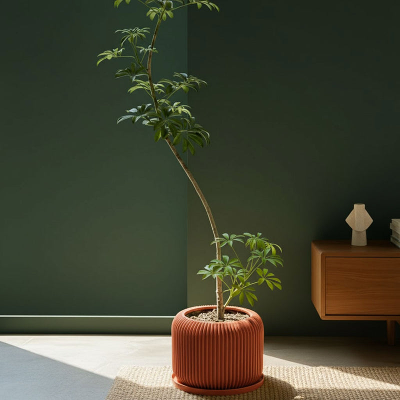 Terracotta Orange Nest