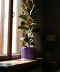 A purple planter pot with a small olive tree sits next to a gray couch on a wooden floor.