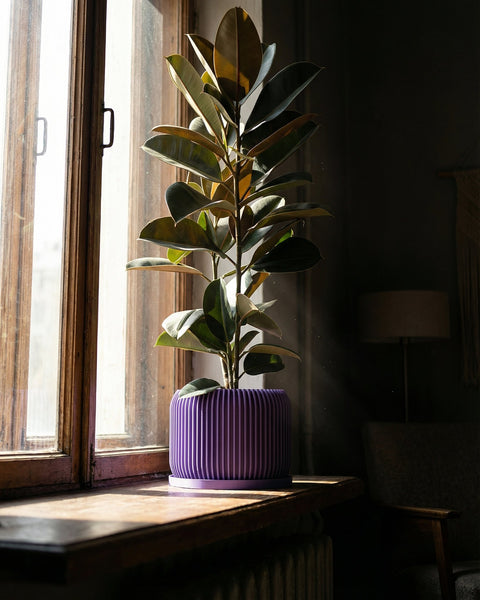 A purple planter pot with a small olive tree sits next to a gray couch on a wooden floor.