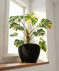 A Monstera plant with variegated leaves in a black, ridged planter pot sits on a wooden windowsill.