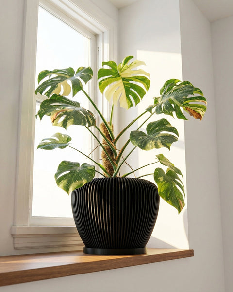 A Monstera plant with variegated leaves in a black, ridged planter pot sits on a wooden windowsill.