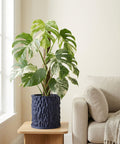 A Monstera plant in a textured navy blue planter pot sits on a wooden table next to a beige couch.