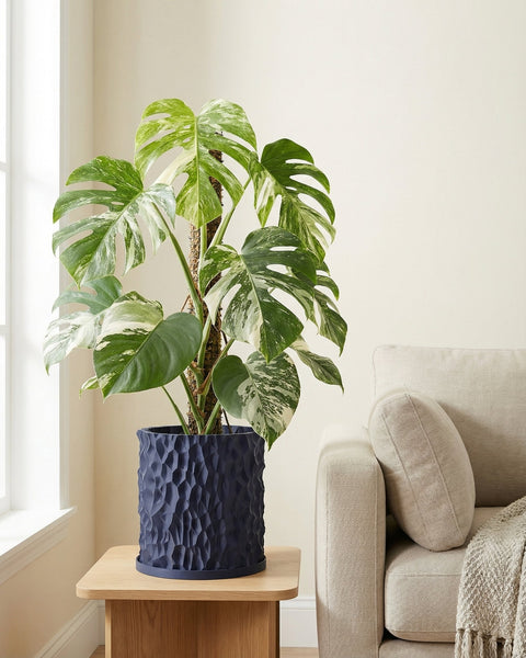 A Monstera plant in a textured navy blue planter pot sits on a wooden table next to a beige couch.