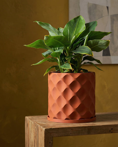 A terracotta planter with a diamond pattern sits on a wooden table, holding a vibrant green plant.