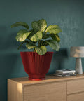 A red planter pot with a striped texture sits on a wooden cabinet, holding a vibrant green plant with striped leaves. The cabinet also holds a lamp and a stack of books, all set against a dark teal wall.