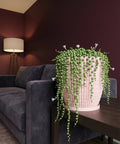 A pink planter pot with a string of pearls plant sits on a dark wood table next to a gray couch in a room with burgundy walls.