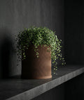 A brown, wavy-textured planter pot with a lush green plant cascading over its edges, displayed on a dark shelf against a dark wall.
