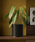 A Philodendron plant in a black, ribbed planter pot sits on a wooden shelf against a textured yellow wall.